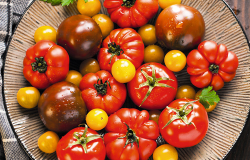 Tomatenanbau - Sonnenreif auf den Tisch
