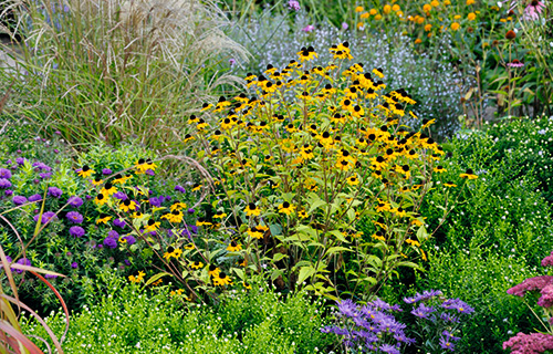 Sommerliche Blütenfülle: Sonnenhüte für den Garten