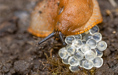 Eigelege einer Wegschnecke