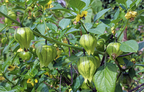 Tomatilloanbau